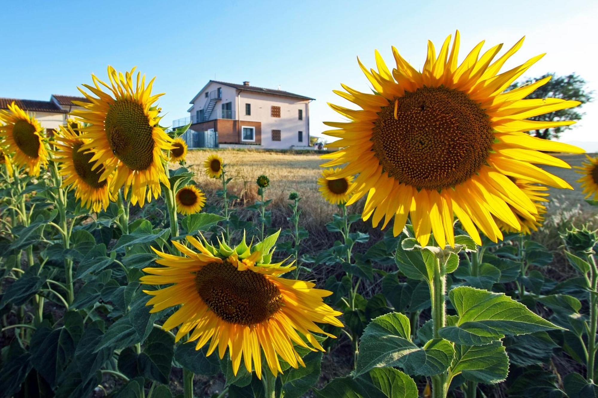 Vila La Collina Del Girasole Montecastrilli Exteriér fotografie